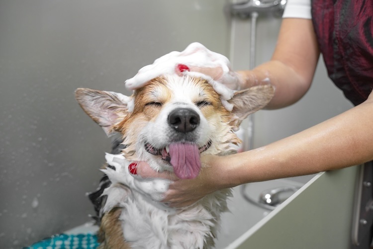 Woman with pet groomers insurance washing a dog